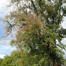 Scotch elm- Cambridge Tree Trust